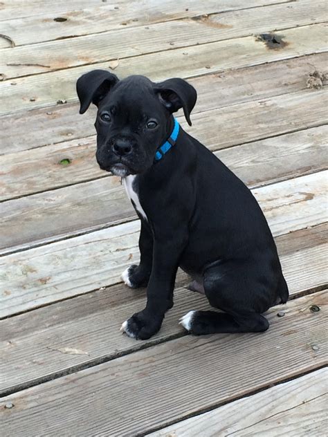 Black Boxer Dog Puppy